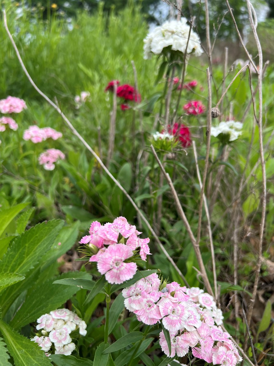 We mainly conduct turfgrass research at PARC but we also dabble in a little of everything. Wildflower research is some of our favorite because of the beauty but also our honeybees and other pollinators love them!