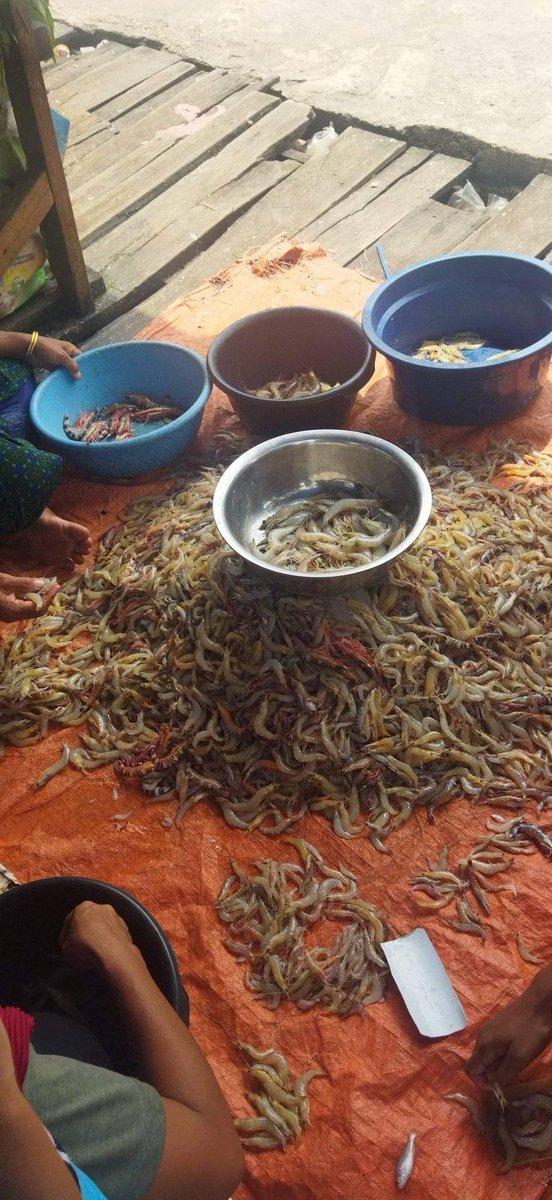 SUGIANT59834347's tweet photo. Kamis(16/05/24) Sugianto,Luhkan Kab.Inhil,di KUB NELAYAN SAKTI ds Sungai Teritip tangkapan Udang Tenggek 20 Kg/65.000/Kg,Udang Ebi 35 Kg/35.000/Kg,dengan api Gumbang,bulan Mei 2024
#GiatLuhkanSatminkalMedan #Inhil
#Tangkap #bpppmedan_brsdm https://t.co/FxiIktQMR2