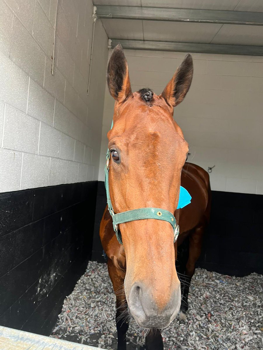 We have two runners at @Southwell_Races this evening. Jonjo Jr. rides both Cedar Row in the 5.40 Novices’ Handicap Chase and Jaxonne (pictured in his stable at Southwell) in the 8.10 Novices’ Limited Handicap Hurdle.