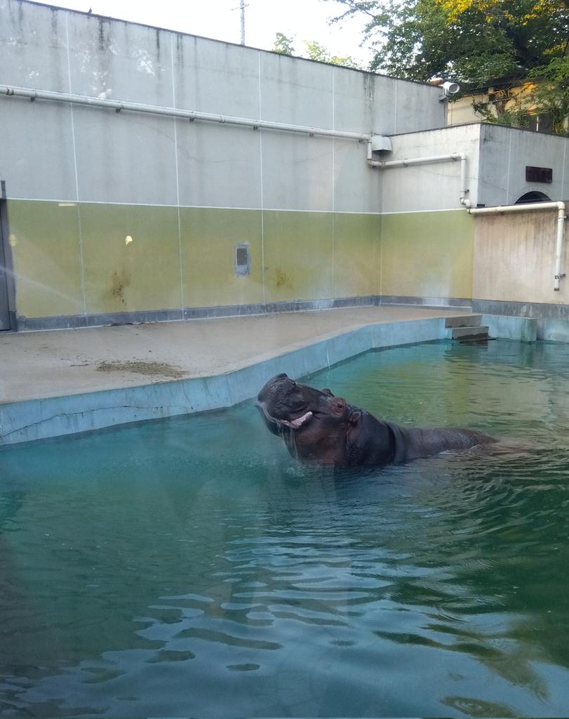 mathiro101466's tweet photo. 水浴び気持ちよさそう！
#カバ #福岡市動物園 https://t.co/a3zIPZFFqQ