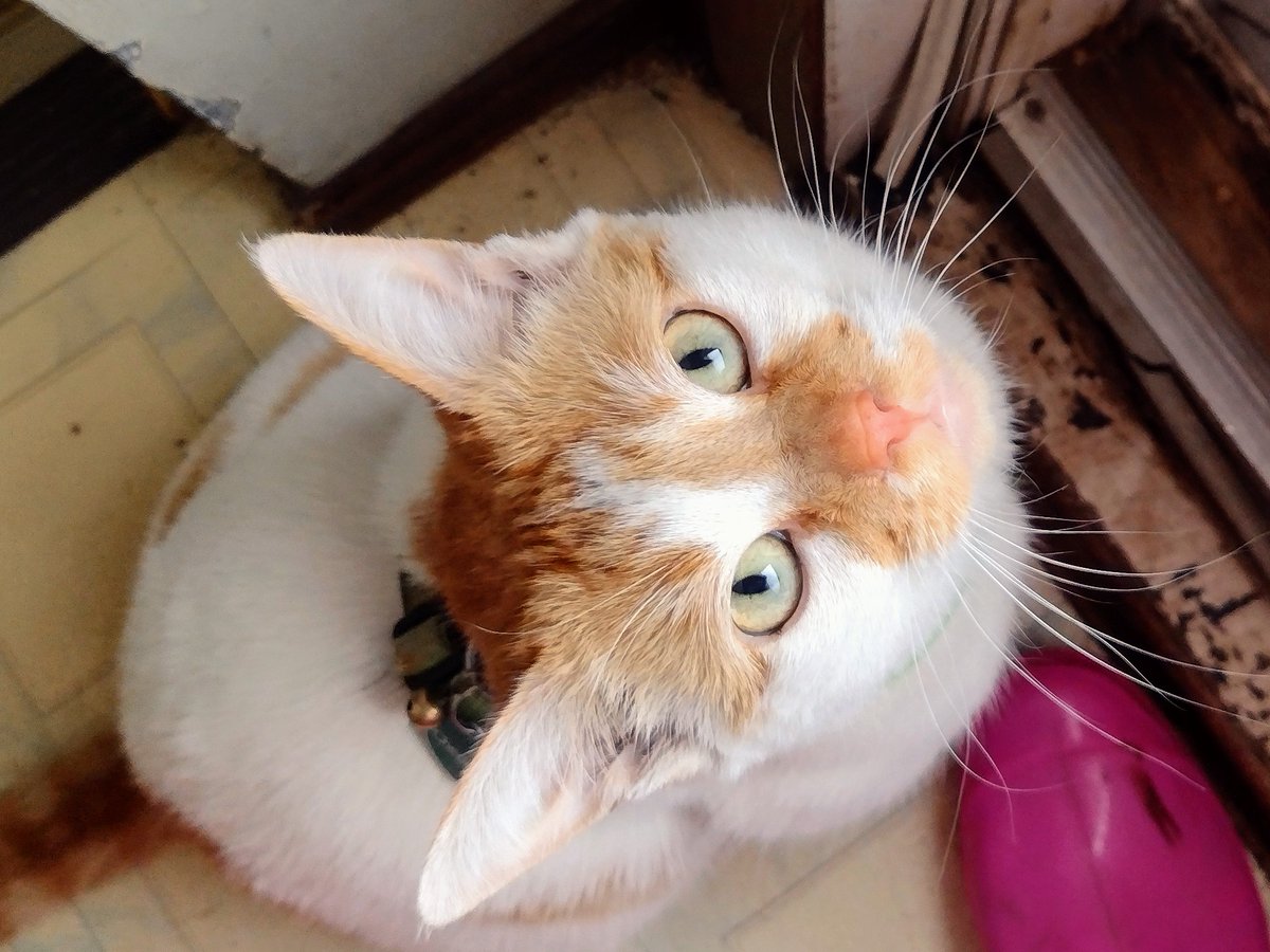 FartyCheddarCat's tweet photo. A cutie like me
Jus as sweet as can be
As I sit by da dor
Wanting outside sum mor
I noe it be wet
But not muddy I get
Dere jus one fing to do
Dig a hole, make a poo
#cheddarpoetry #IGottaPoop #IGotTwikkedToGoInside https://t.co/QkhpyNaqW4