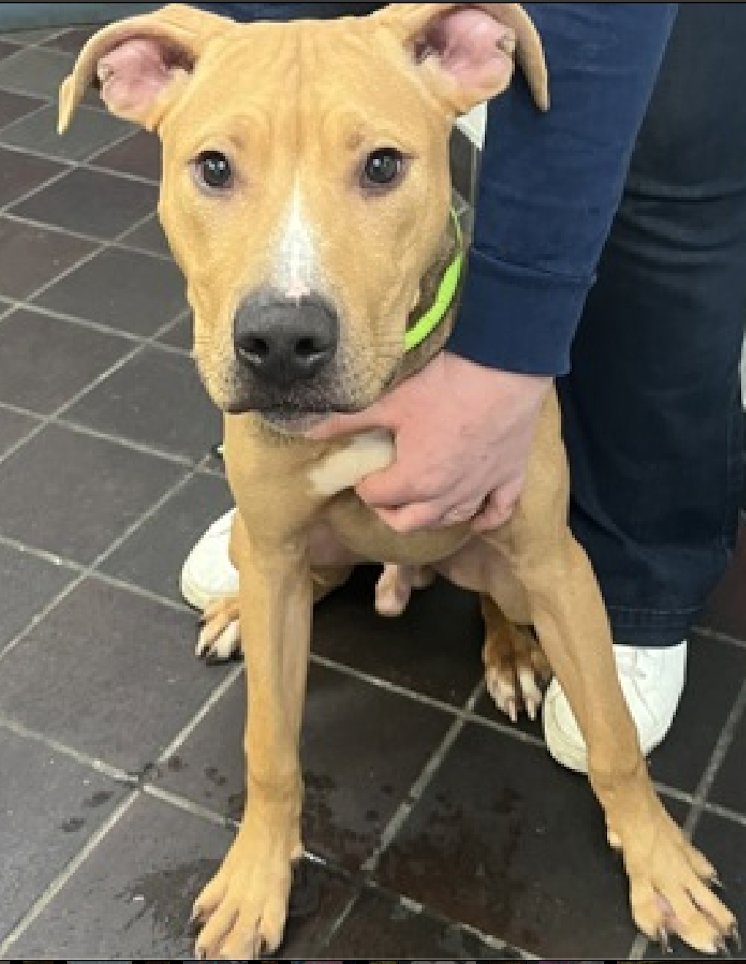 #PuppyOfTheDay #AdoptMe #PuppyLove #TeamAnimal
🥰SUGAR COOKIE 💙 now 11mo old - been in shelter 8⃣7⃣ days- WHY?? He needs exposure so let's share him far & wide!
🔹Playful and cute! Would love to jog with you! 🏃‍♂️🏃‍♀️
🔹Excited to train w/my new family! Eager to learn, love treats