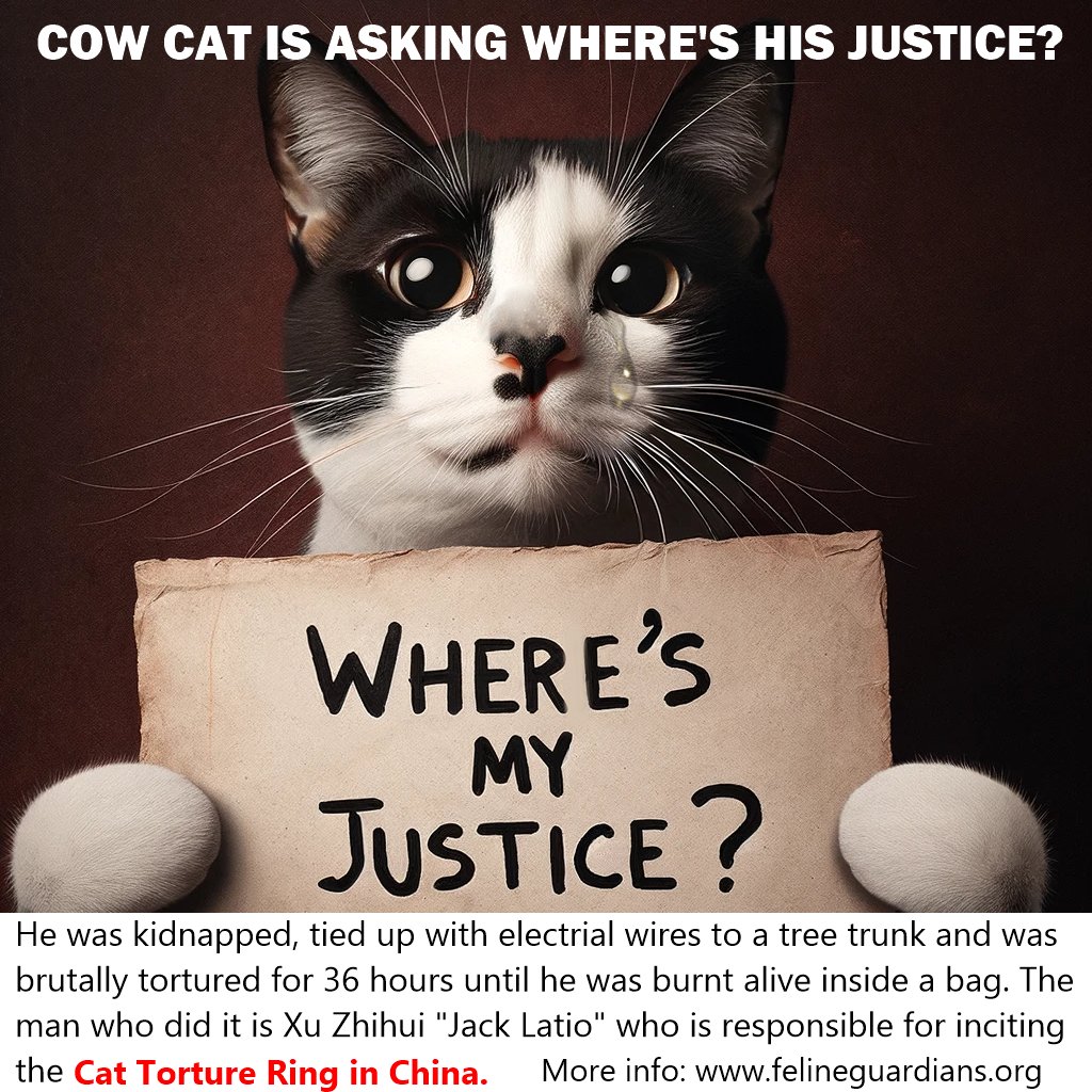 ATTENTION @AmbXieFeng: We are at the Embassy in Washington, DC asking you to use your influence to advocate for cats in China. #Cats have reportedly been tortured and killed on camera in #China for “fun” and profit. Please help #InvestigateOnlineCatTorture #HelpFelineGuardians