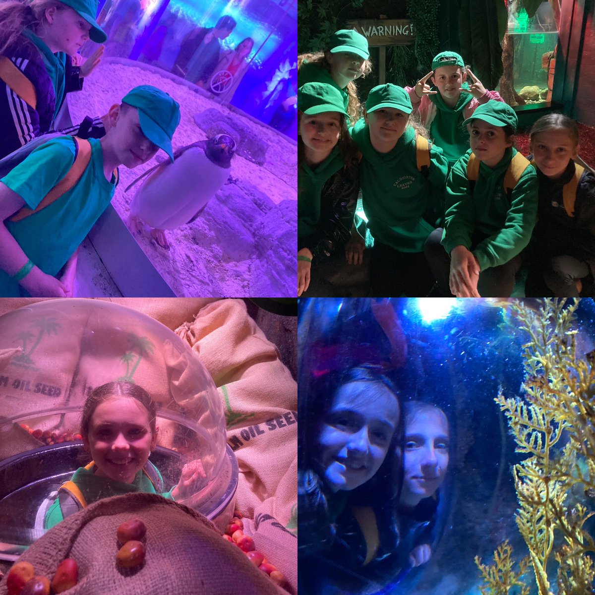 More fun at the London aquarium! @vianclark @AETAcademies @CNicholson_Edu @CaldiY6