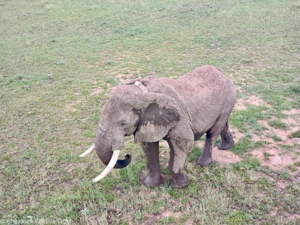 It took place earlier this week: Kiambi, a collared 30-something bull elephant needed our help. He had been arrowed in the leg, which turned every step into a painful limp. Left unchecked, an arrow wound can have lethal implications. Fortunately, our SWT/KWS Mara Mobile Vet