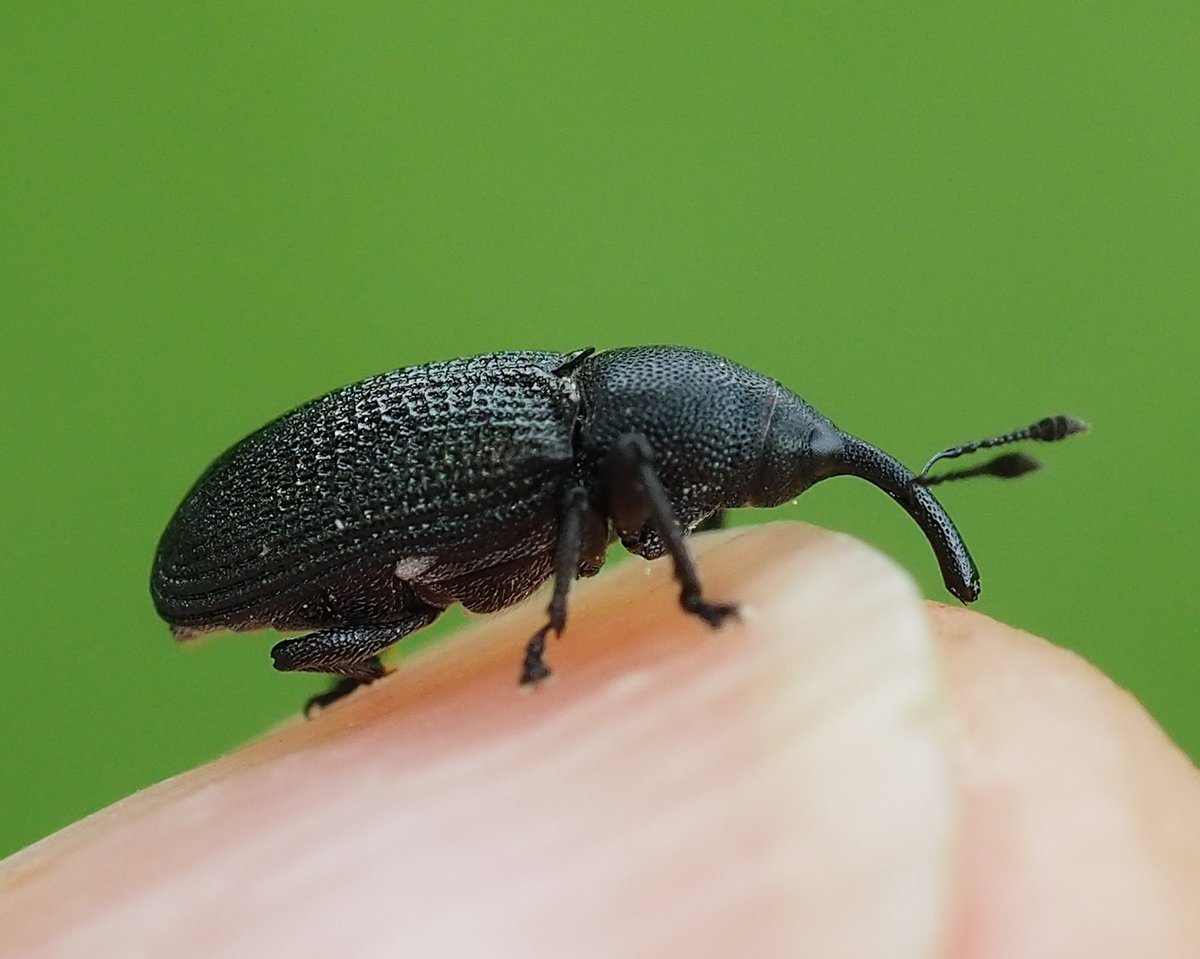 Really wasn't expecting to find this in Ley Hill Park near Birmingham. Pine Bark Weevil - Magdalis memnonia. Seems to be a 1st for West Mids and perhaps the most Westerly UK sighting. Another unexpected random find as it was just sat on Cleavers (Pine tree above!)