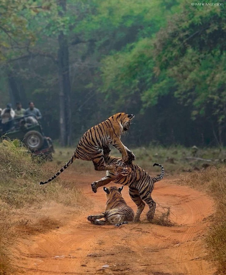 Jim Corbett National Park, Uttarakhand, India🇮🇳