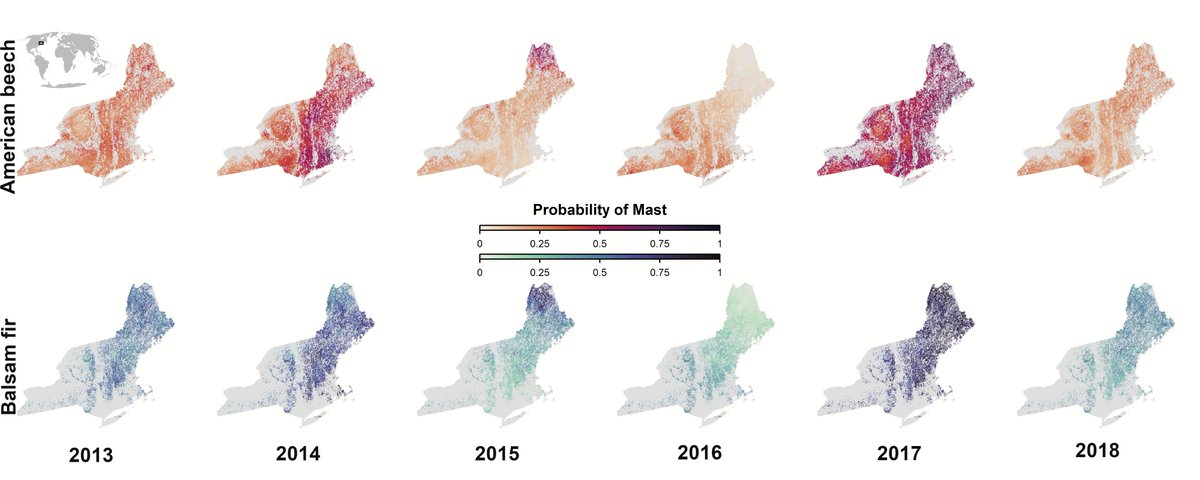 MTHallworth's tweet photo. We used cone and beech nut observations to model the probability of a masting event  #rstats - check it our predictions👇 https://t.co/4SOQg84zfw