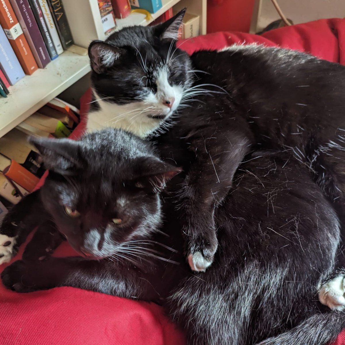 ObstundFell's tweet image. Niedliche Kater liegen niedlich rum 🤩

#Bruderliebe #petcontent #catcontent #CatsOfTwitter