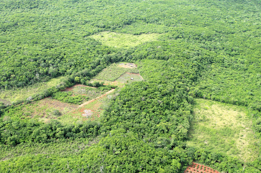 FAO México tweet media