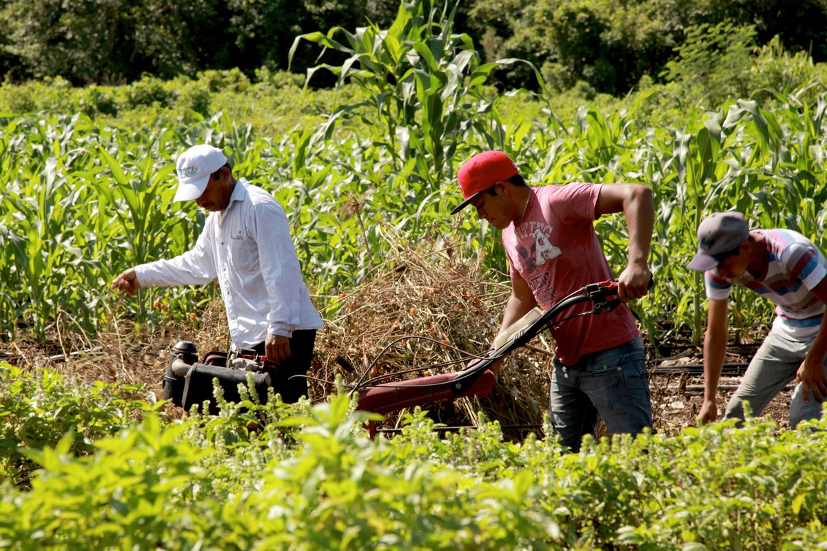 FAO México tweet media