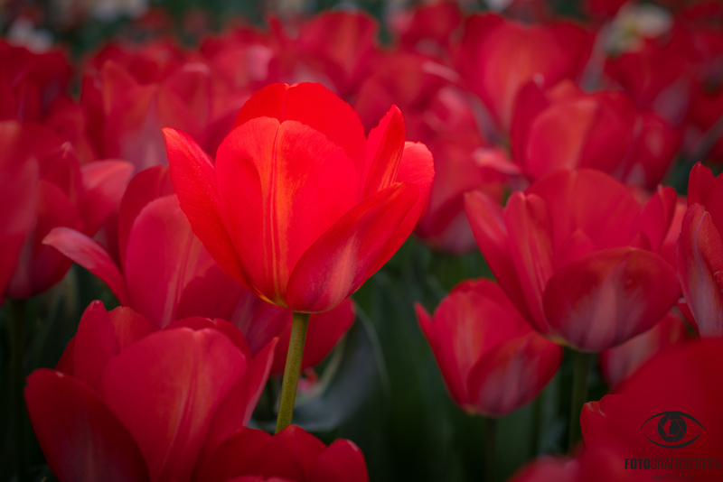 Frühlingshaftes – Teil 13

#fotografierereien #haraldbader #fotografie #photography #fotodestages #pictureoftheday #frühling #tulpen #blüten