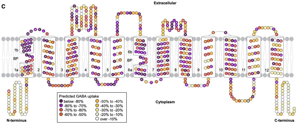 Exciting new research, published today by <a href="/AJHGNews/">AJHG</a> assesses the function of a major genetic cause of neurodevelopmental disorders. <a href="/IdrmOxford/">Oxford_IDRM</a> 

Read more: paediatrics.ox.ac.uk/news/new-resea…