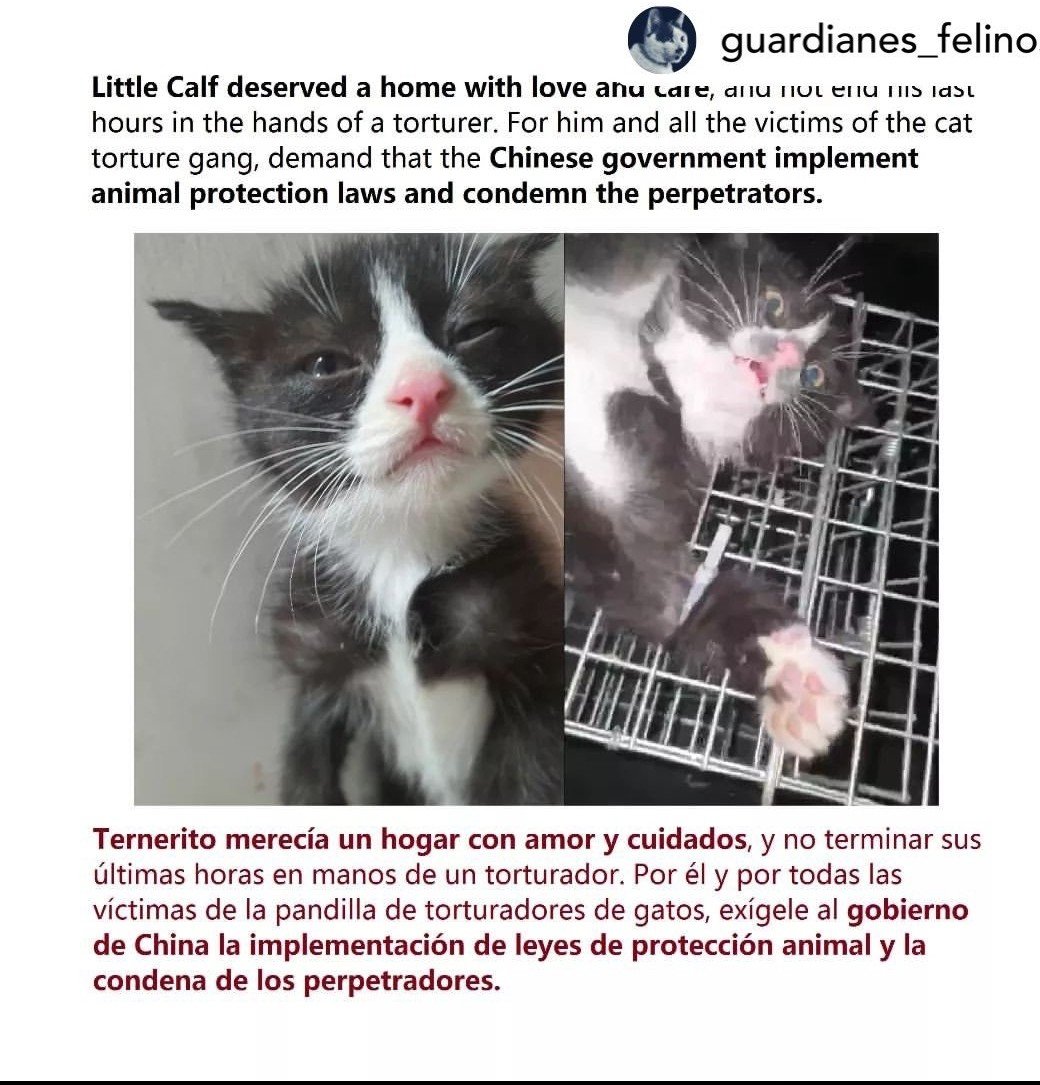 PhaedraXTeddy's tweet photo. Kitten #LittleCalf was grabbed in 2024 by #CatAbusersChina to "celebrate" the date the #Chinese🇨🇳 cyber criminals put #Cowcat in a blender in 2023 & spread it via #EngagementFarming all over X,with unrelated hashtags
@committeeonccp
@RepMoolenaar
⚠️#InvestigateOnlineCatTorture ⚠️#HelpFelineGuardians⚠️