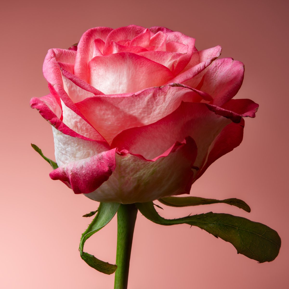 Flower photo of the day. Pink Rose. #macro #flowers #bloemenfotografie #flowersandmacro #bloemen #blumen #fleurs #raw_flowers #snap_flowers