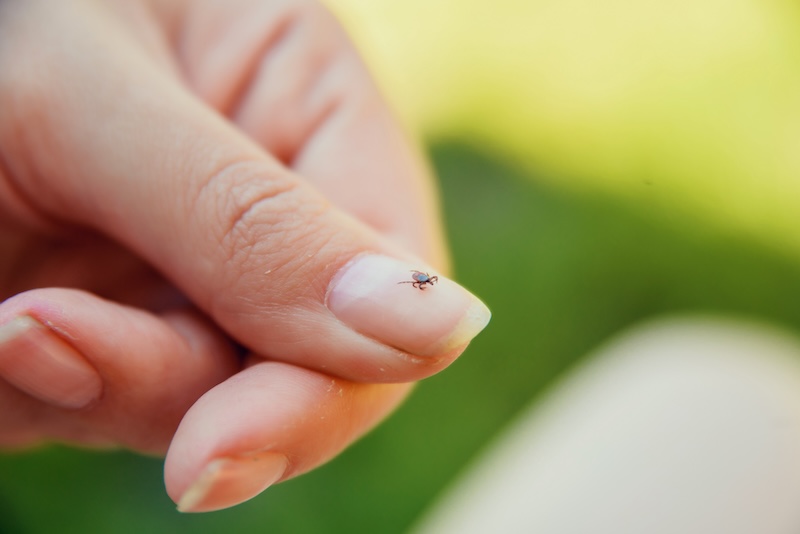 HomeRunPest's tweet image. Don't let ticks tick you off this season! 🚫 Our new blog post helps you understand tick activity in Dallas and how to protect your family and pets.  #TickSeason #PestPrevention #HomeRunPest bit.ly/3wWGk9E