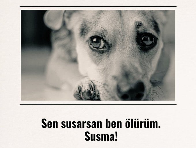 Seni koruyacağız. Can pahasına! 

#SokakHayvanlarıSahipsizDeğil