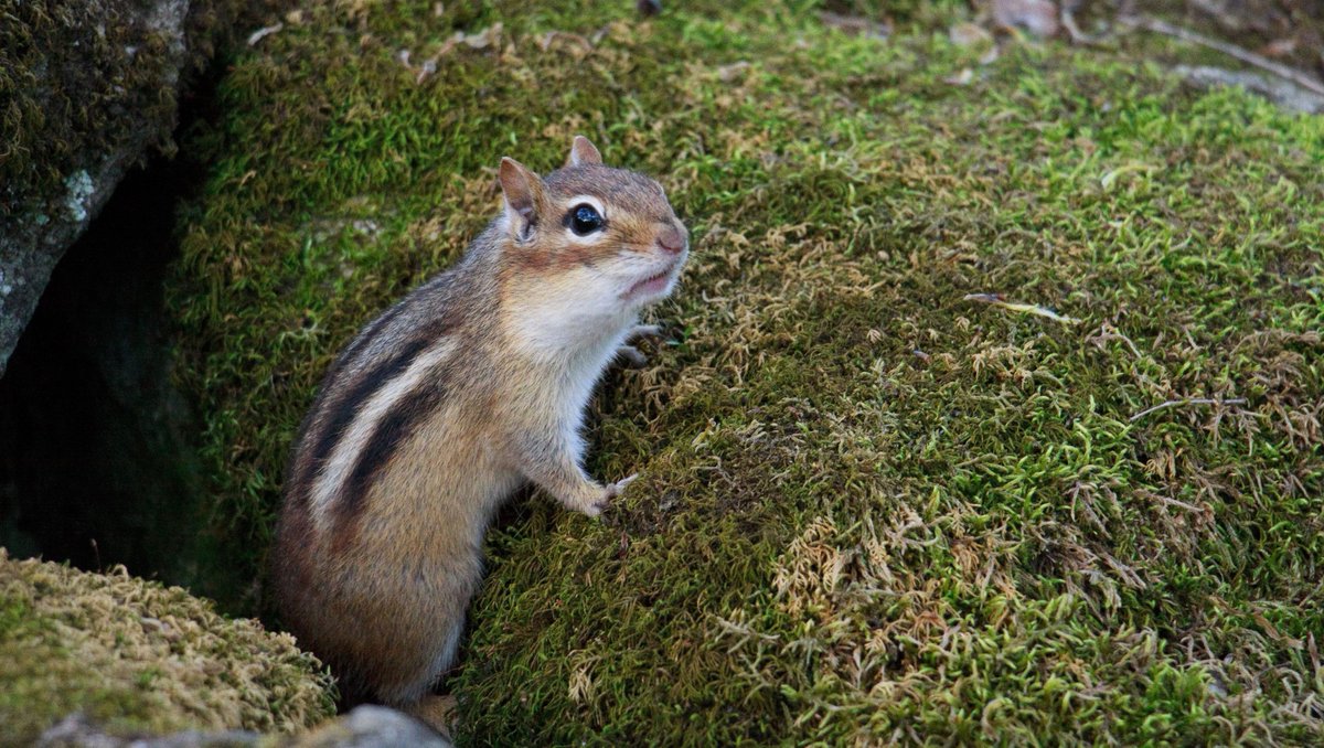 ConservHalton's tweet photo. Biodiversity connects us all. From the wildlife that greet us on the trails to the rich flora that greens our watershed, native plants and animals play a critical role in the balance of local ecosystems. Happy #BiodiversityDay! 🌎️💚
https://t.co/vYWZqUwKIL https://t.co/JsJ4av8rOK