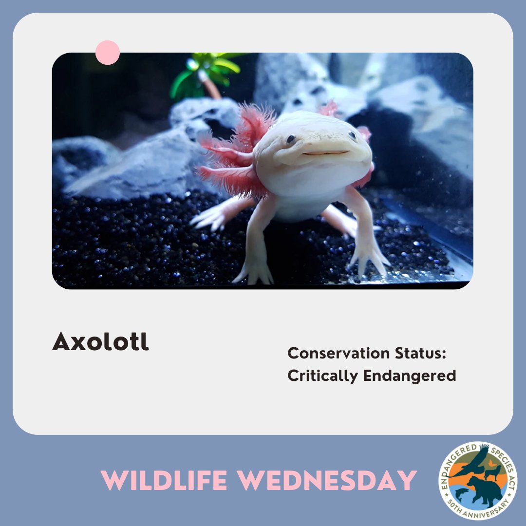 ESA at 50 tweet media