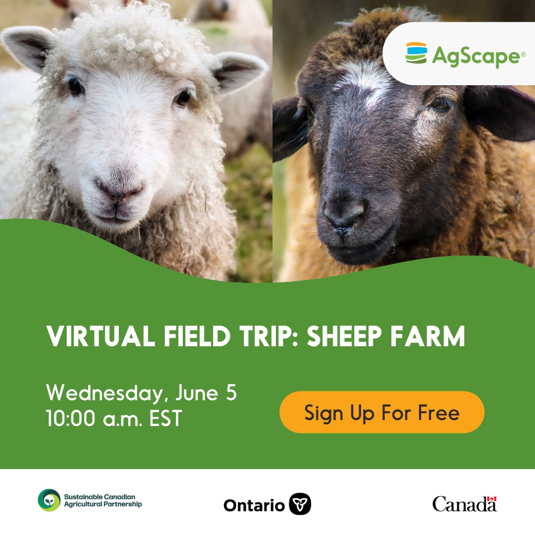 On Wednesday, June 5, at 10:00 a.m. EST, celebrate Local Food Week 2024 and take your K-8 students on a free Virtual Field Trip to learn about the exciting world of sheep farming at Black Sheep Farm @justblacksheep. Register today at: agscape.ca/virtual-field-…