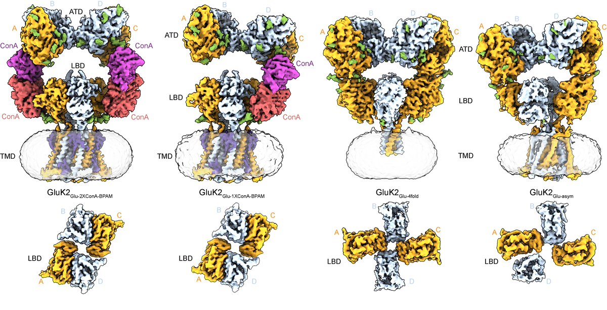 Alexander Sobolevsky (@alexandersobol6) on Twitter photo Happy to share the first structure of kainate receptor channel in the open state. The channel was opened by agonist glutamate and positive allosteric modulators plant lectin Concanavalin A (ConA) and BPAM344. <a href="/shantigangwar/">Shanti Pal Gangwar</a> <a href="/MariaKarela3/">Maria Karela</a> <a href="/knadezhdinPhD/">Kirill Nadezhdin</a>
disq.us/t/4oqzkgx Happy to share the first structure of kainate receptor channel in the open state. The channel was opened by agonist glutamate and positive allosteric modulators plant lectin Concanavalin A (ConA) and BPAM344. <a href="/shantigangwar/">Shanti Pal Gangwar</a> <a href="/MariaKarela3/">Maria Karela</a> <a href="/knadezhdinPhD/">Kirill Nadezhdin</a>
disq.us/t/4oqzkgx