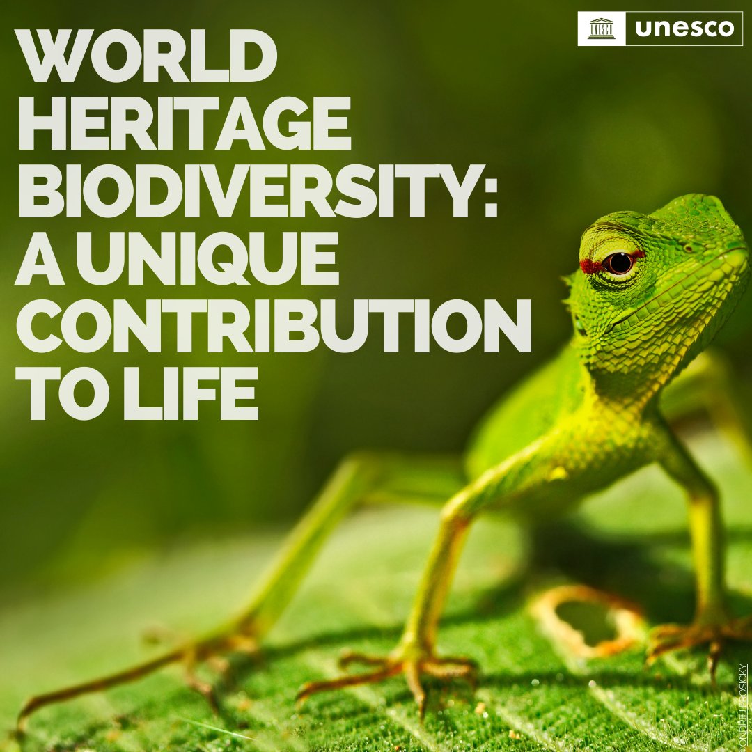 #WorldHeritage sites harbour over 20% of mapped global species richness within just 1% of the Earth’s surface. Biodiversity is the living fabric of our 🌍, we must protect it at all costs. Learn more in the report by UNESCO & @IUCN: on.unesco.org/biodiversityco… #BiodiversityDay
