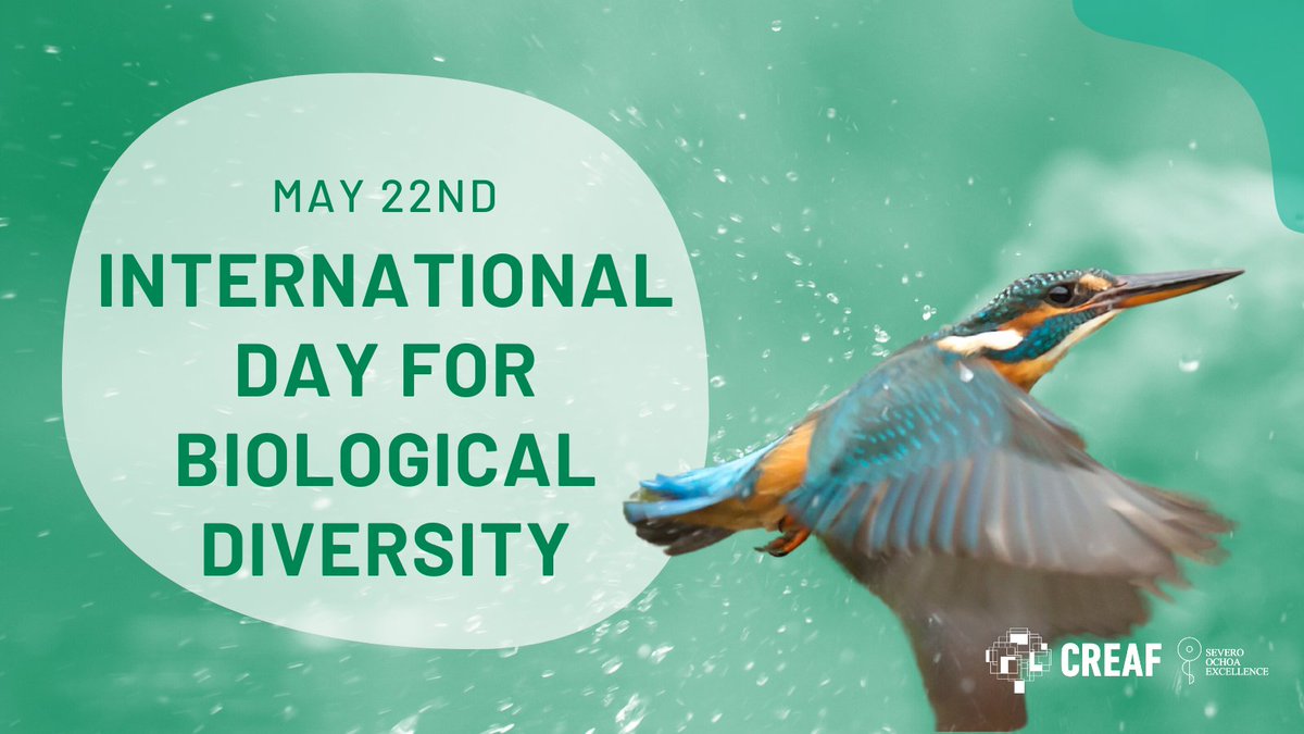 Today is #BiodiversityDay 🌷✨ Although global storytelling has tended to focus on #climatechange, science points out that #nature is a critical ally in the fight against climate change and biodiversity loss 🎯 We want to emphasize this evidence!!! 🤿👉blog.creaf.cat/en/noticies-en…