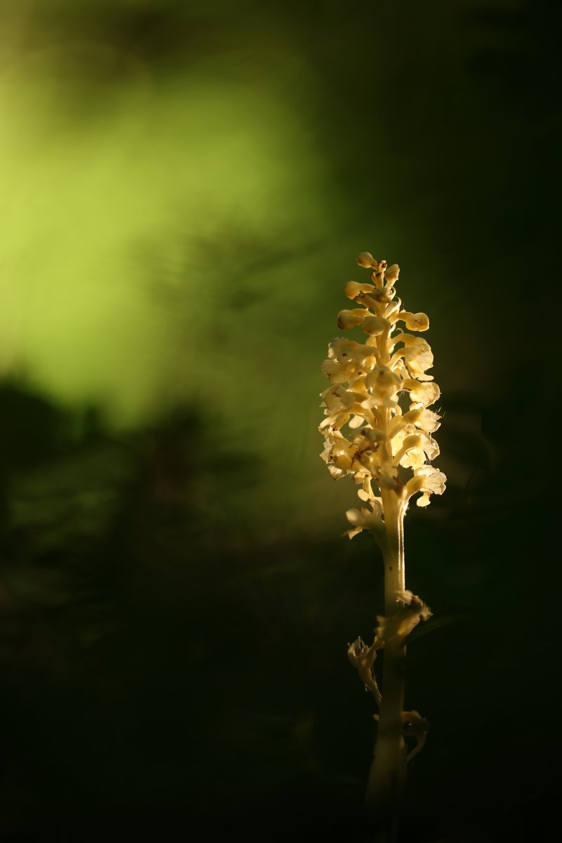 Bird's Nest Orchid