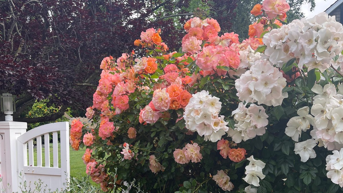 ArboristNow's tweet image. Spring flowers are in full swing in. These roses were showing out beautifully at one of our recent job sites in Atherton.  🌹

#arboristnow #springinfullswing #roses #atherton #springtime