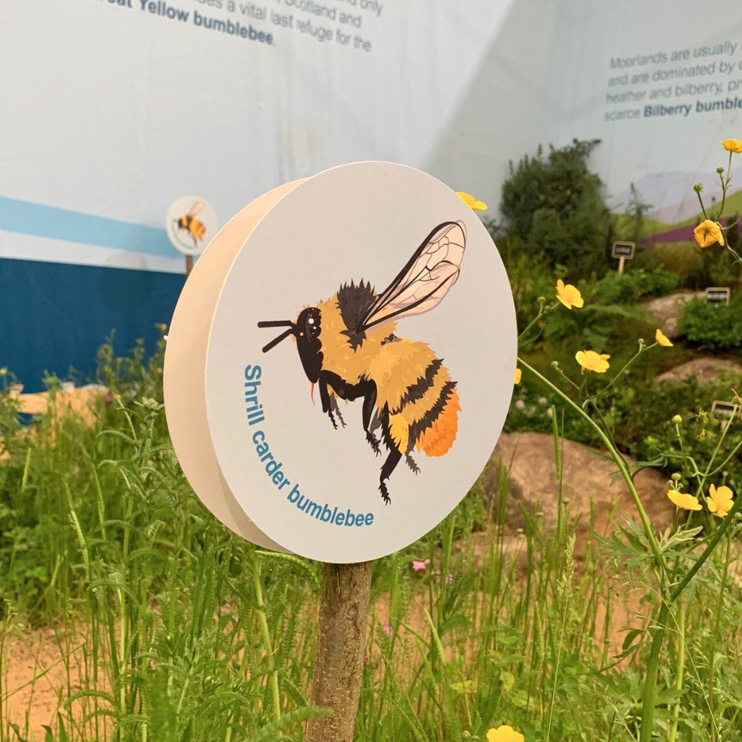 BumblebeeTrust's tweet image. We are buzzing to have won a silver-gilt medal for our Diversity is Queen exhibit at #RHSChelsea Flower Show🐝

In partnership with @GroundControlGC , our exhibit showcases various habitats supporting some of our common and scarcest bumblebees🏞️

🤝@habitat_aid @FlyingFlowersUK