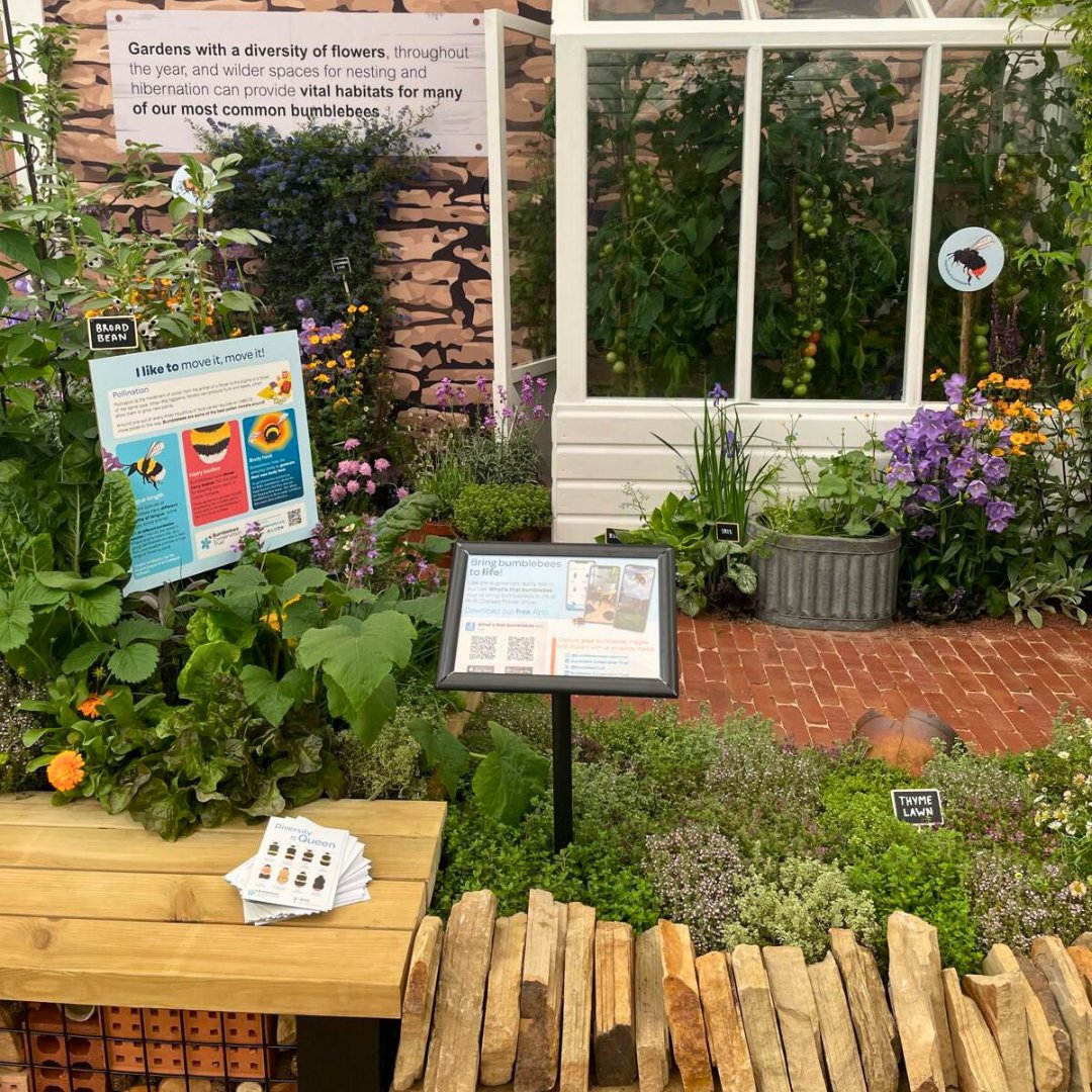 BumblebeeTrust's tweet image. We are buzzing to have won a silver-gilt medal for our Diversity is Queen exhibit at #RHSChelsea Flower Show🐝

In partnership with @GroundControlGC , our exhibit showcases various habitats supporting some of our common and scarcest bumblebees🏞️

🤝@habitat_aid @FlyingFlowersUK