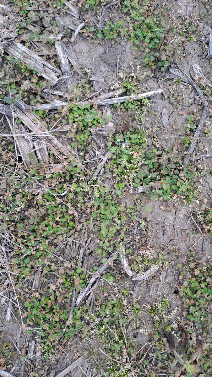 MartinMarzetti's tweet photo. El #paraquat, tan activo en algunas malezas y tan flojo en otras "fáciles" de invierno como Bowlesia, Lamium y Coronopus que las controlamos con Glifosato y algún hormonal. https://t.co/AaGjBjVhH7