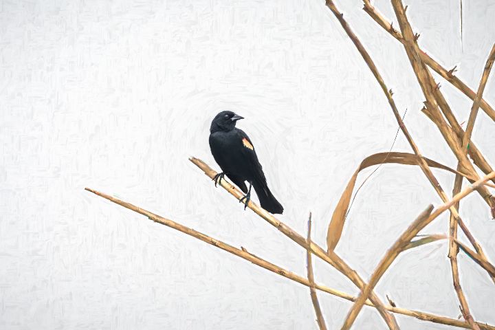 Art of the Day: 'Blackbird on Winter Reeds'. Buy at: ArtPal.com/debmartz?i=295…