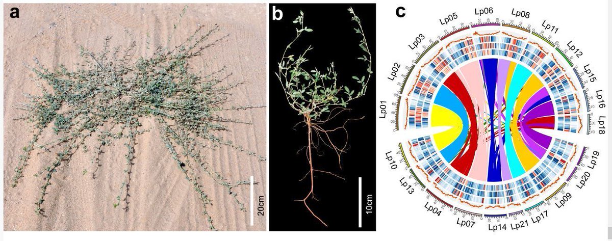 The genome of Lespedeza potaninii reveals biased subgenome evolution and drought adaptation (Qi Yan, Pan Xu, Yunyue Xiao, Lijun Chen, Fan Wu, Shengsheng Wang, Fukang Guo, Zhen Duan, Jiyu Zhang) buff.ly/3wGIfPM @iLZU1909 @ASPB #PlantSci