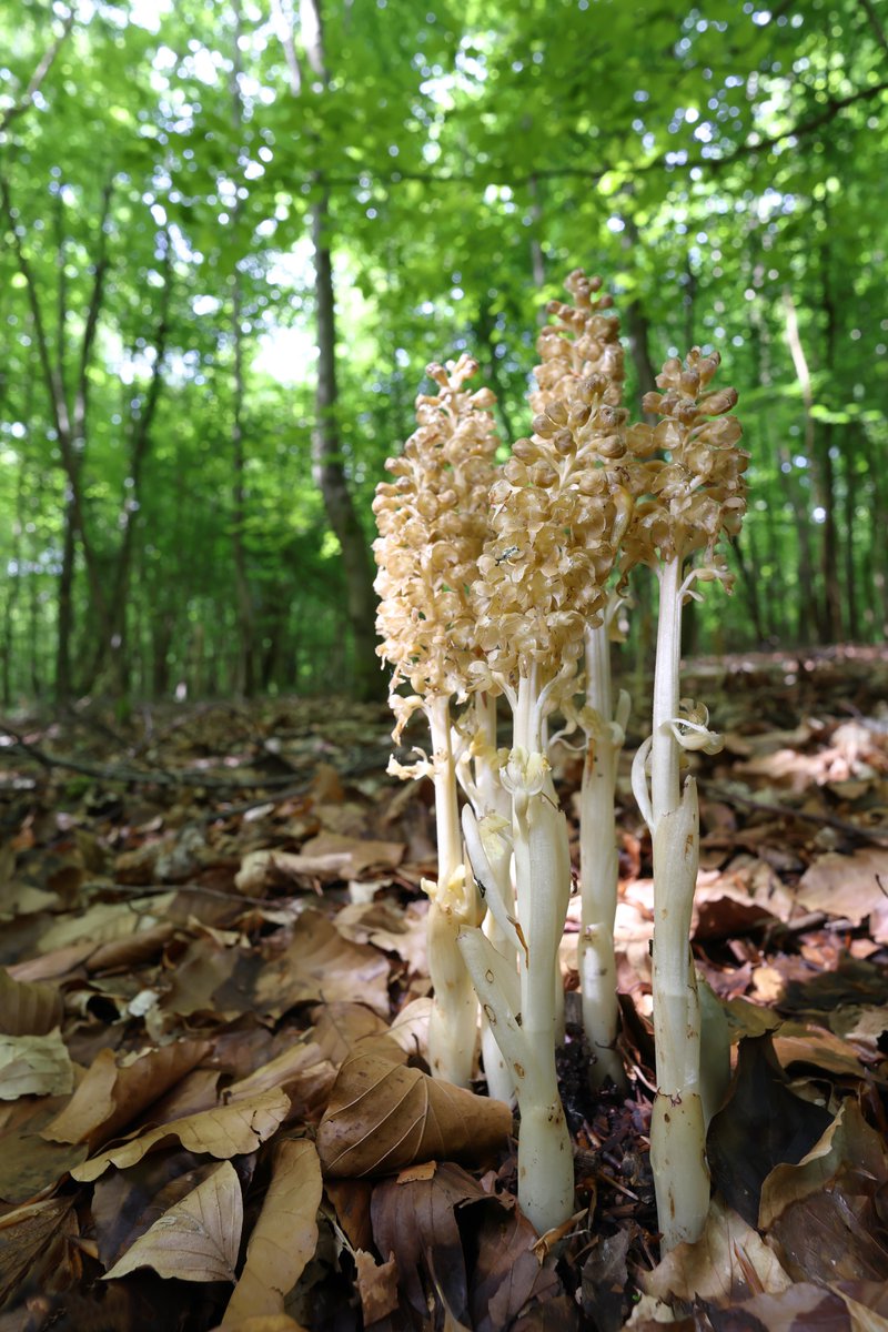 Bird's Nest Orchids