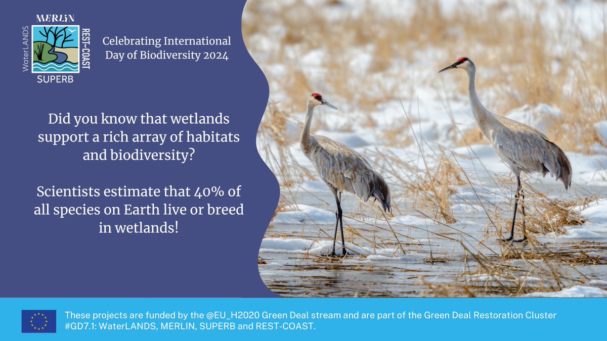 Happy International Day of Biodiversity! Wetlands support a rich array of #habitats and #biodiversity. In fact, 40% of the world's species live or breed in wetlands! 🐸 🌸 🌼 🐞 🐝 WaterLANDS is working to preserve and restore wetlands across Europe.💚