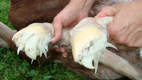 It's called an Eponychium! It's a soft fleshy layer on newborn foals'  hooves that protect the mother horses insides. How long does it stay.. And  does it hurt to walk on..? 2-3