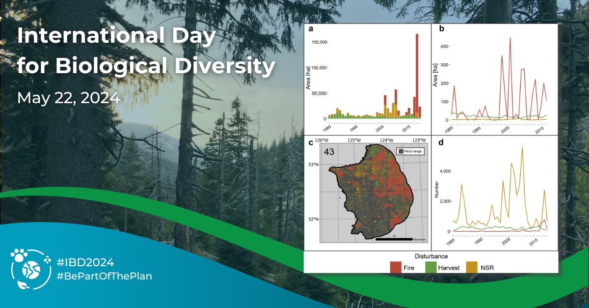 Terrestrial habitat restoration can sequester carbon and boost biodiversity. The IRSS Lab at UBC Forestry and Ecofish Research use earth observation data to identify key areas in BC for carbon sequestration and caribou habitat. #BiodiversityDay #IBD2024 #BePartOfThePlan