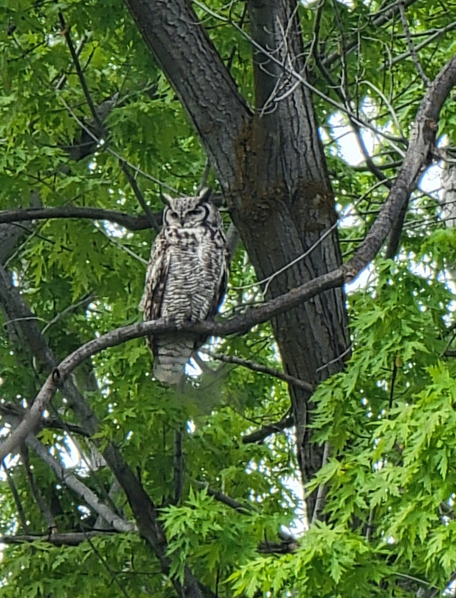 Mama owl has shown herself! She is absolutely huge and stunning. #owls #BirdTwitter