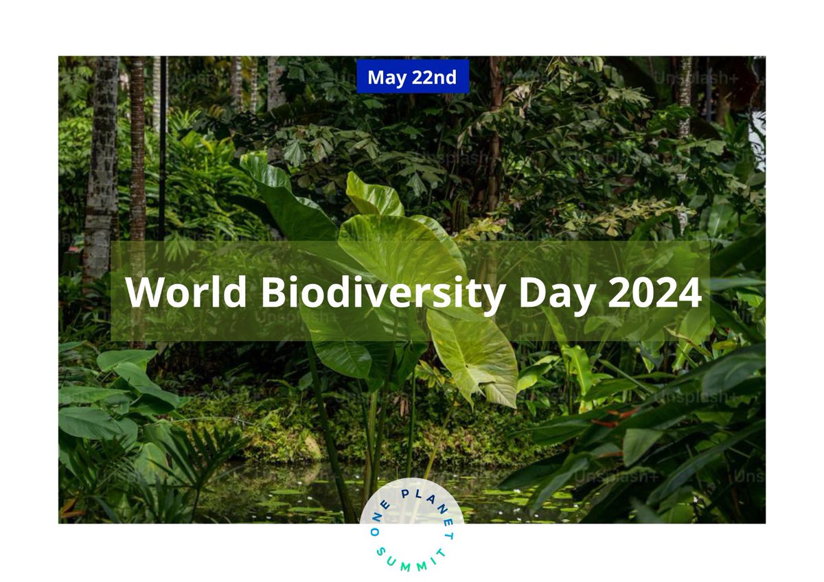 🌳🌊 Happy #WorldBiodiversityDay !🐟🐝 Let’s celebrate the treasure that is the variety of life on our planet by protecting its delicate balance. From wetlands to the ocean, #water 💧 plays a big role in protecting #biodiversity and in being resilient against #climate change.