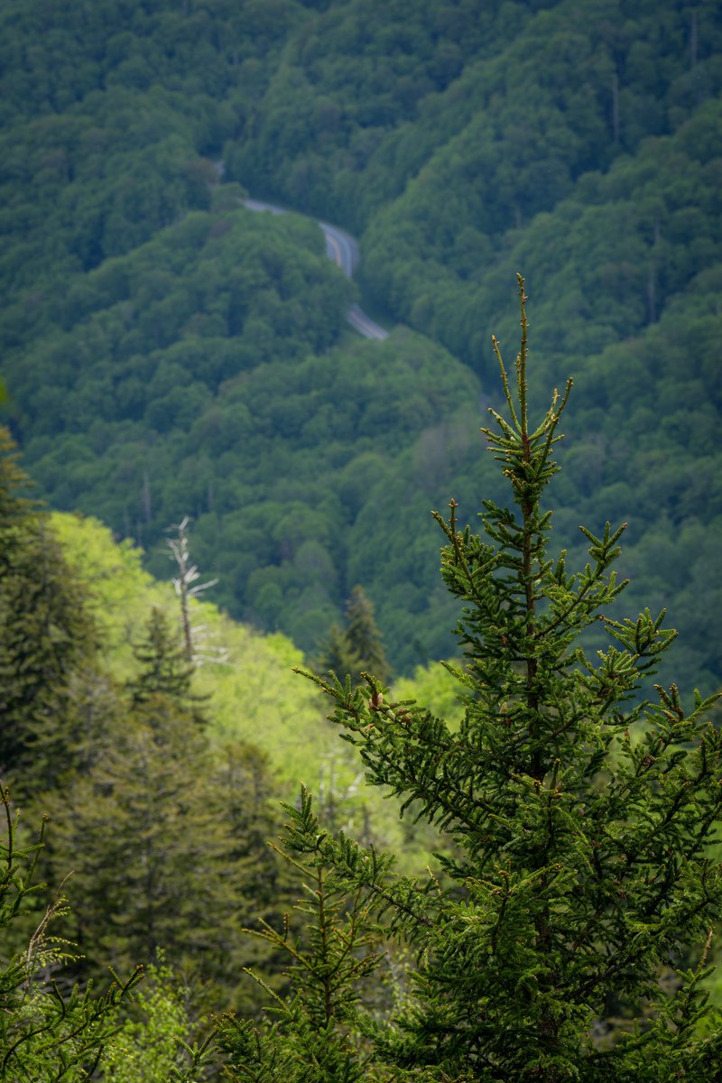 Great Smoky Mountains National Park #photography #naturephotography #landscapephotography #thelittlethings