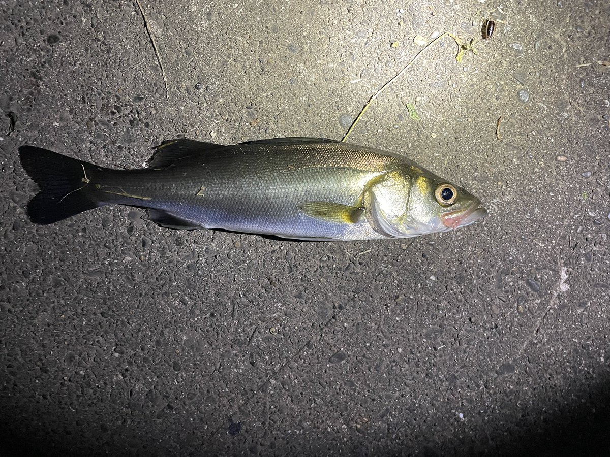 川で釣れた
スズキ？　ちっさいから川に帰ってもらった😊