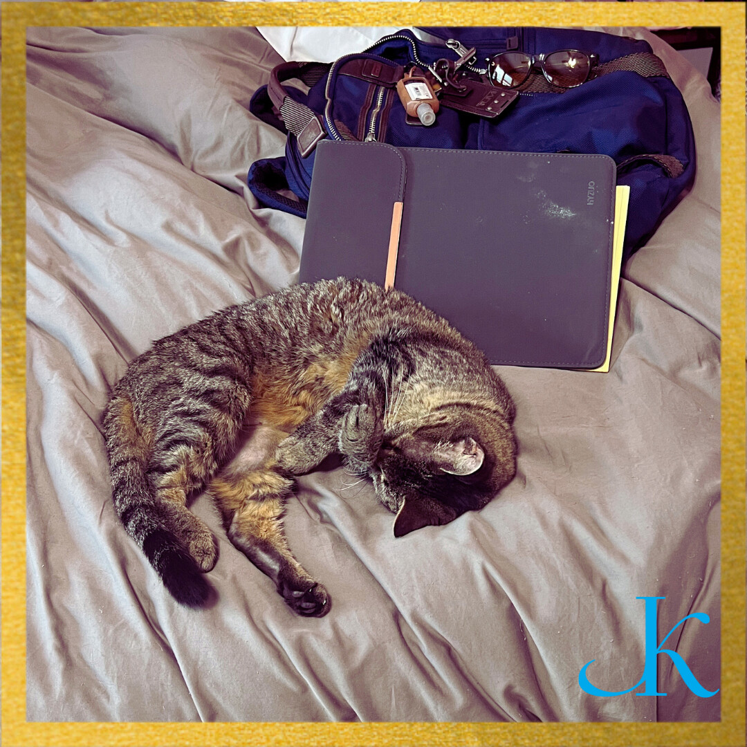 juliekenner's tweet photo. Packing for a trip to college orientation for Fauna (aka, the Youngest).  Apparently, we have a furry friend who wants to come with us! 

#catlife #catlover #catsofig #catsagram #catsofinstagram #lifeinourhouse https://t.co/lYvLvVeU3t