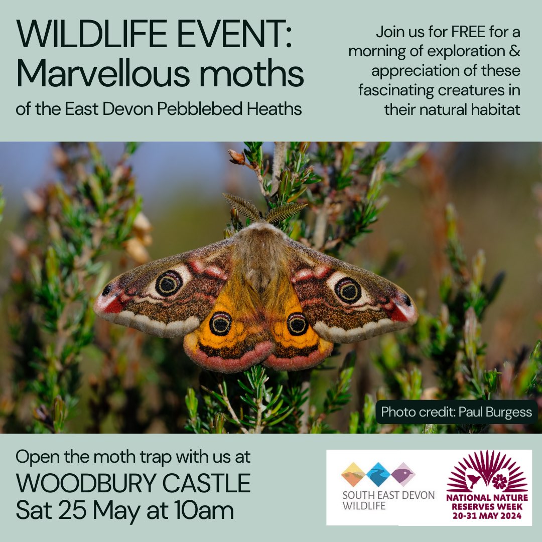 *FREE EVENT* Join us THIS SATURDAY @ #Woodbury Castle @ 10am as we open the #moth trap & explore which Marvellous Moths of the #PebblebedHeathsNNR were on the wing the night before! Celebrating #NationaNatureReservesWeek2024🎉

#nature #moths #freeevent #familyevent #nnrweek