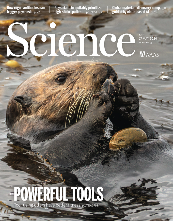 There's a familiar furry face on the cover of @ScienceMagazine this month 🦦!  Read the latest publication on sea otters and tool usage 🪨📊: science.org/doi/10.1126/sc…

Congrats @ingridtaylar on the cover photo 📸!

#seaotters #seaotter #montereybay #otters #marinemammals #ocean