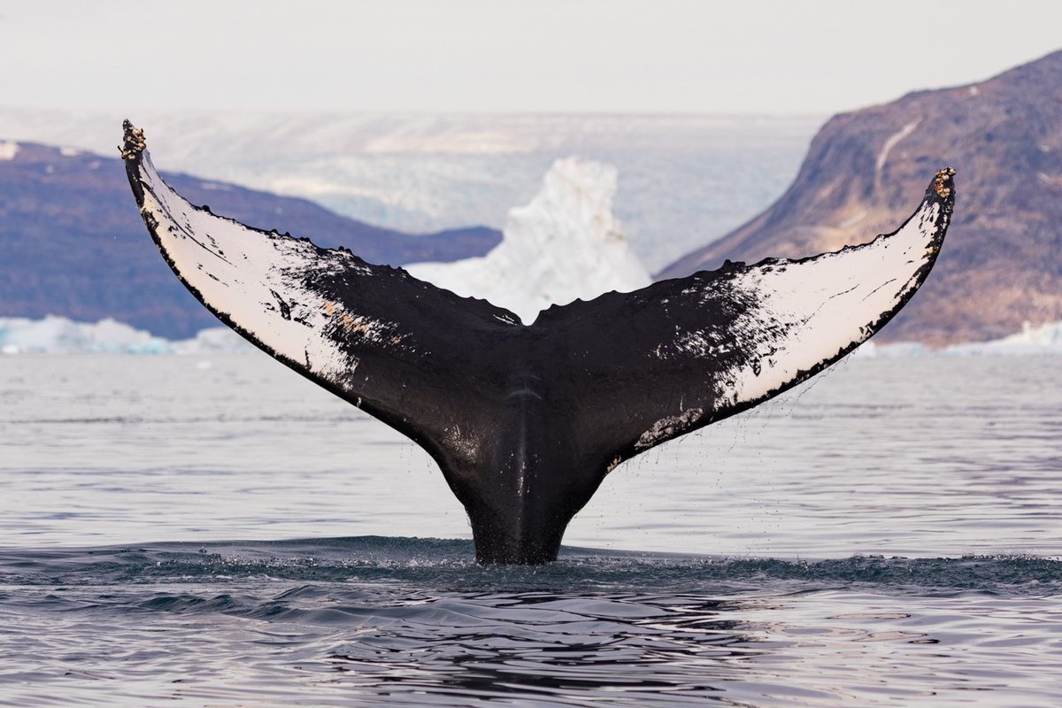 Greenland 

#Arctic #photography