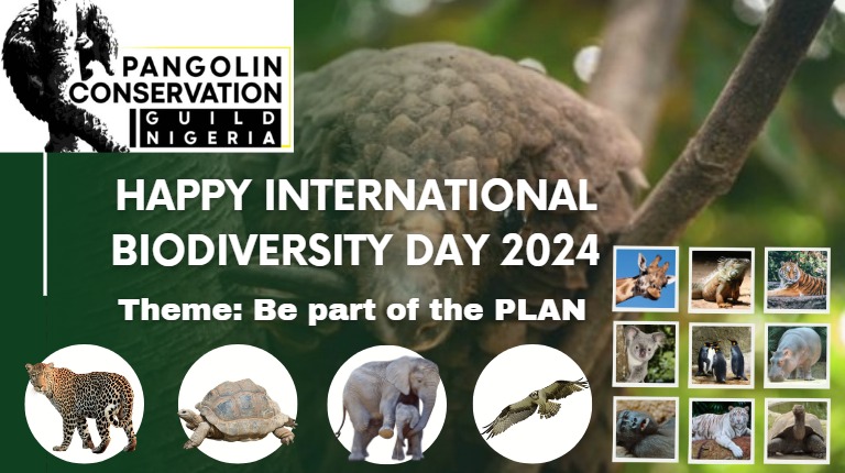 All species matter, including the scaly but lovable pangolin! 
Join Pangolin Conservation Guild Nigeria on International Biodiversity Day 2024 to be part of the plan to conserve our planet's precious wildlife.
#InternationalBiodiversityDay
#PangolinConservation
#BePartOfThePlan