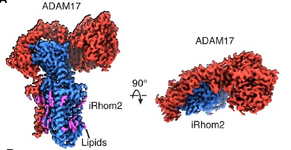 Exciting work from @TheCHLeeLab with @mjafreeman out in @MolecularCell reveals the multilayered roles of pseudoprotease iRhom2 in the maturation and regulation of #sheddase ADAM17.
#cryoEM #openaccess
cell.com/molecular-cell…