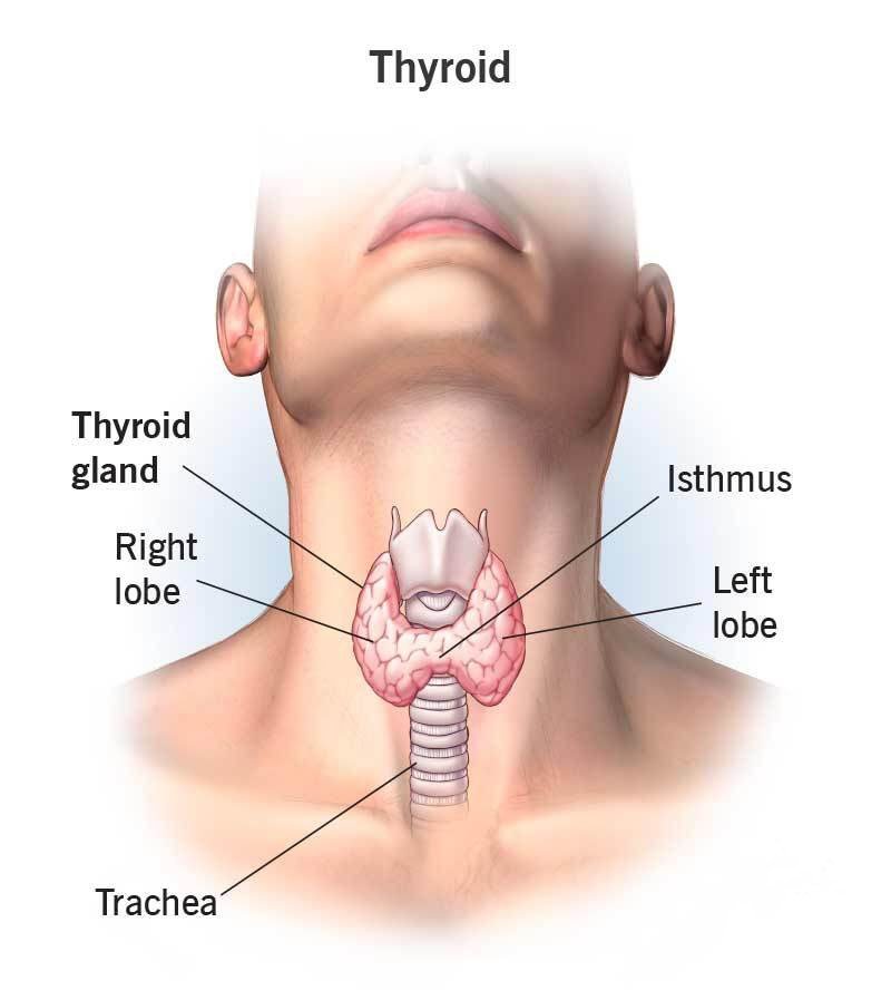 📙𝘾𝙇𝙄𝙉𝙄𝘾𝘼𝙇 𝙌𝙐𝙄𝙕:-

#Hypothyroidism should be treated with daily administration of which of the following thyroid hormone preparations ?

A.  Thyroid extract
B.  Thyroglobulin
C.  Thyroxine (T4)
D.  Triiodothyronine (T3)

#medx
#medEd