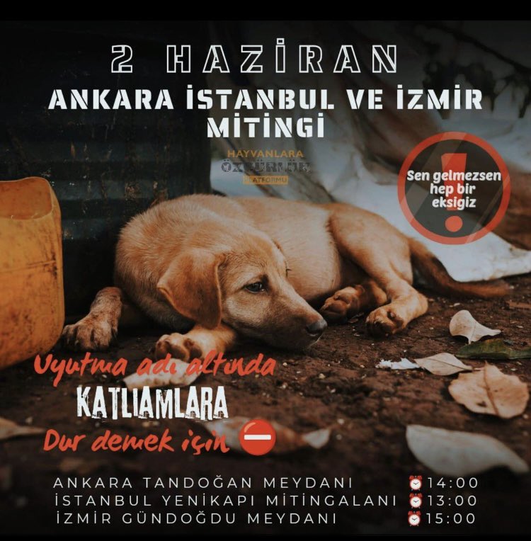 Sokak köpekleri havlıyormuş...!!! ELBETTE HAVLAYACAK ! 'Köpekler havlayacak, kuşlar ötecek, kediler miyavlayacak, yağmur pencereye vuracak, gök gürleyecek, kar yağacak, su damlası damlayacak, rüzgâr esecek. Ve KADIN saçlarını savuracak #Sokakhayvanlarısahipsizdeğil!#MashaAmini